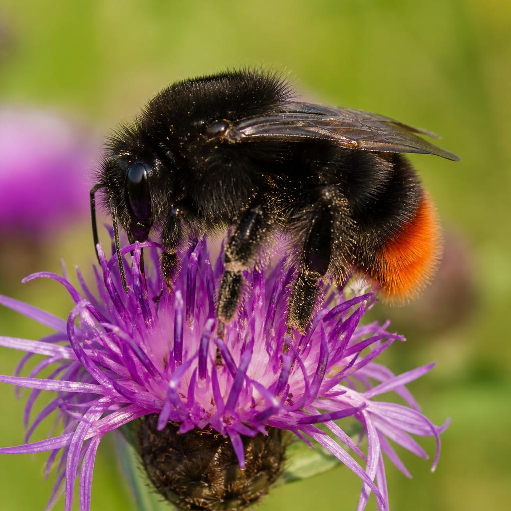 Red-tailed Bumblebee — Bombus lapidarius