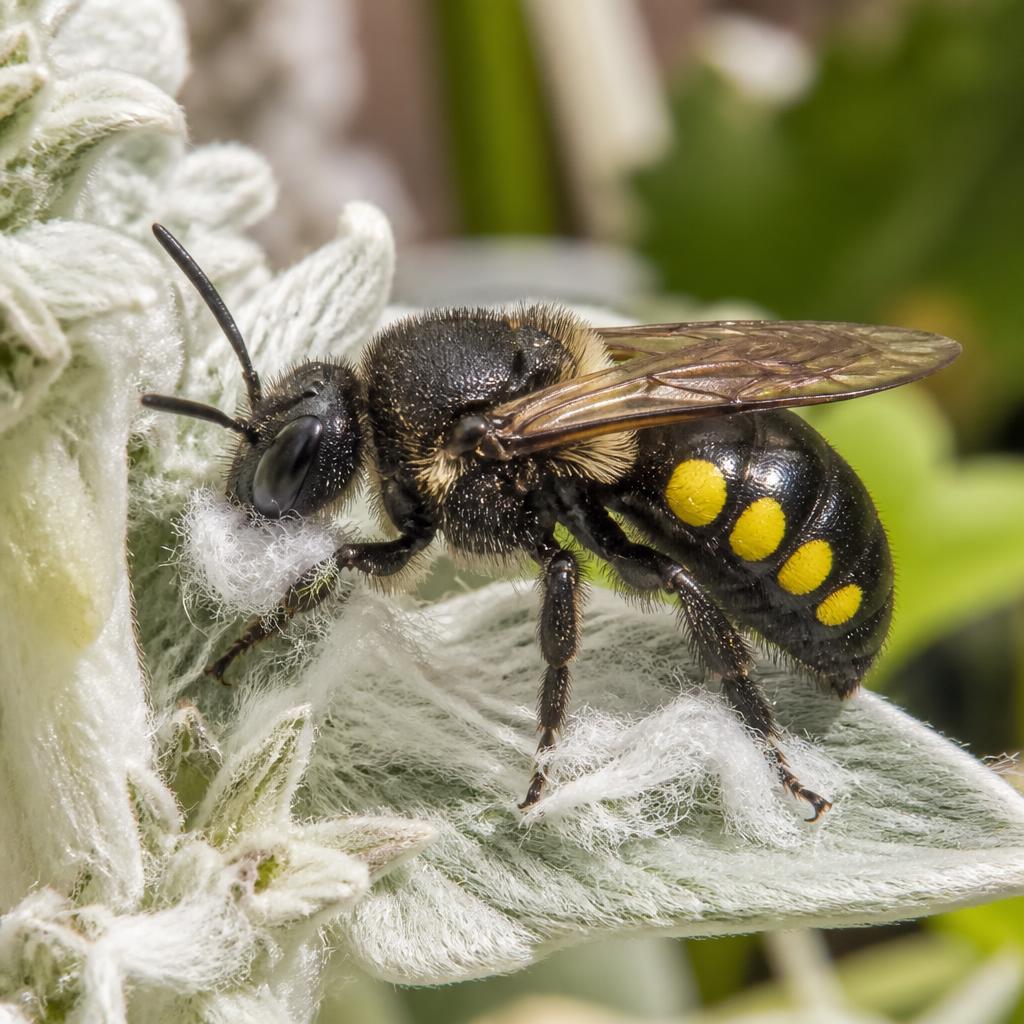 European Wool Carder Bee — Anthidium manicatum