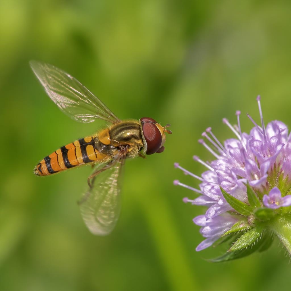 Marmalade Hoverfly — Episyrphus balteatus