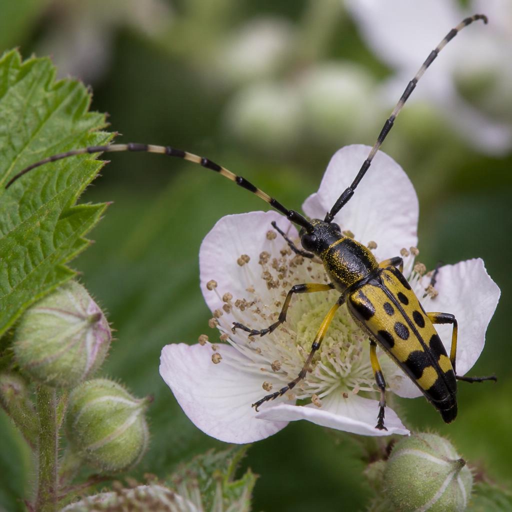 Spotted Longhorn Beetle — Rutpela maculata
