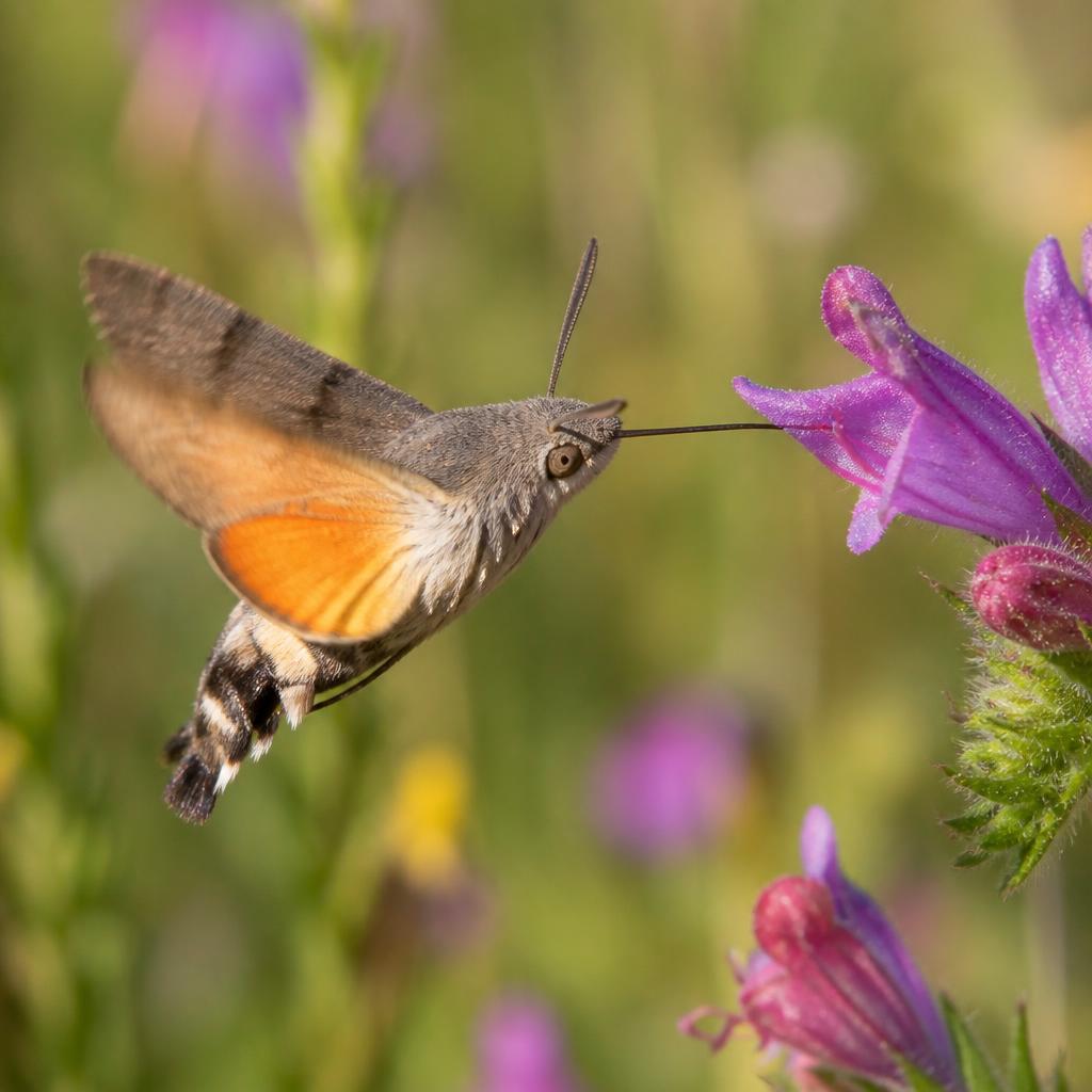 Hummingbird Hawk-Moth — Macroglossum stellatarum