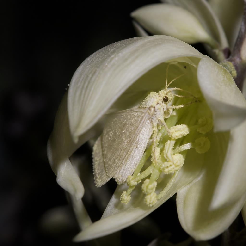 Yucca Moth — Tegeticula yuccasella