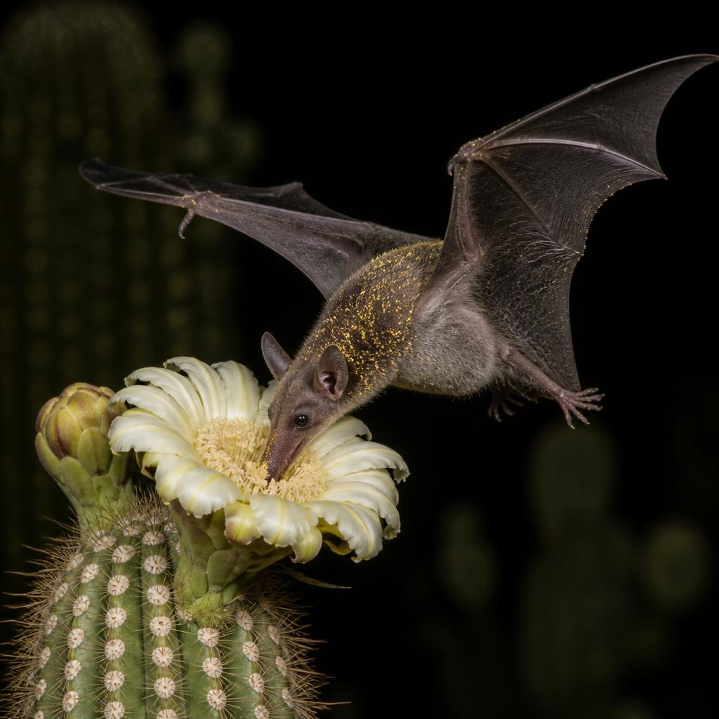 Lesser Long-Nosed Bat — Leptonycteris yerbabuenae